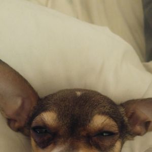 Meet your Posher, Josh